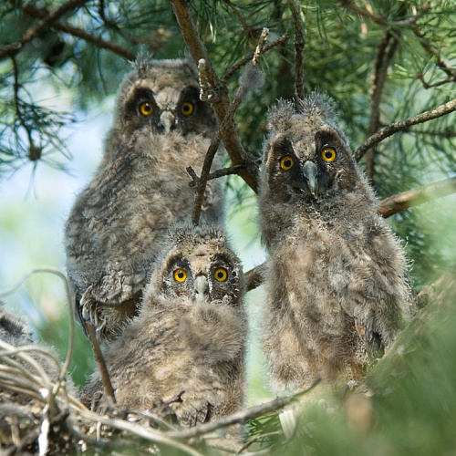 ������ ��������